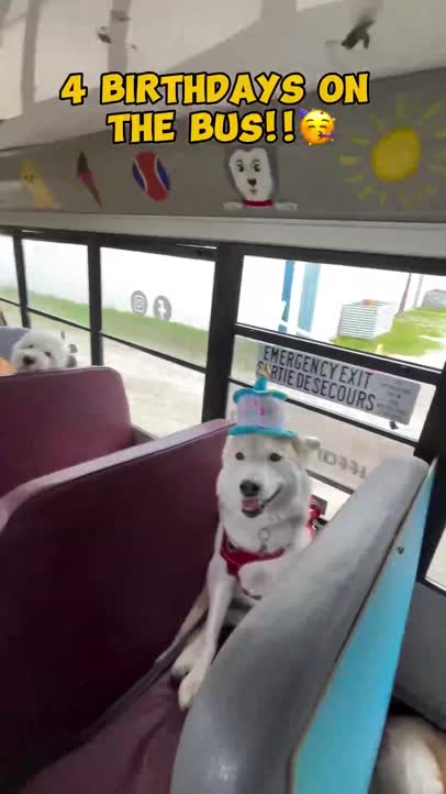 Dogs birthday!