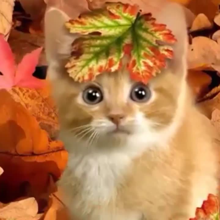 Hello!