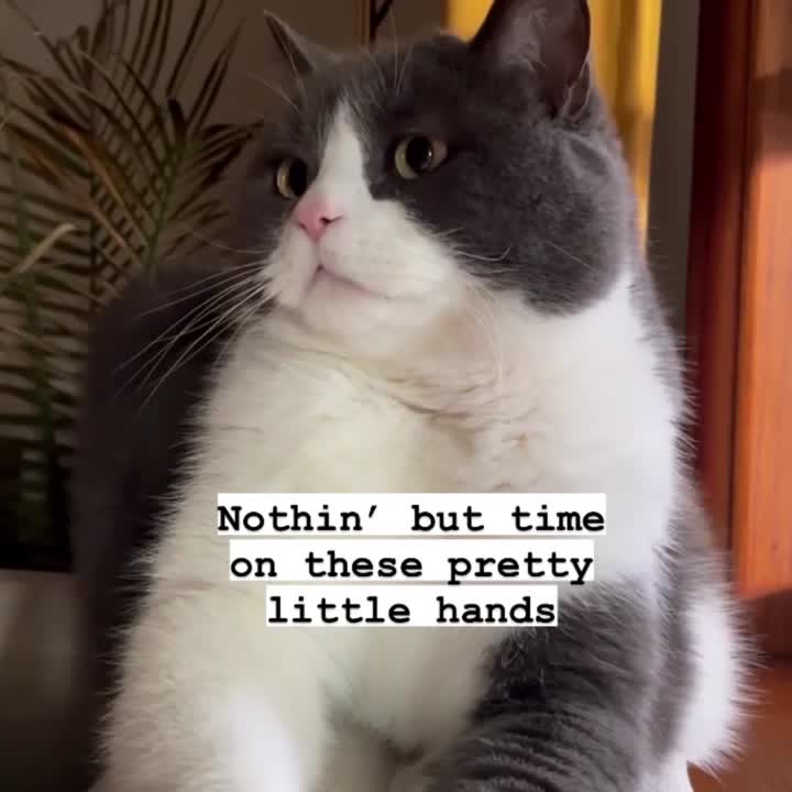 Lazy cat!