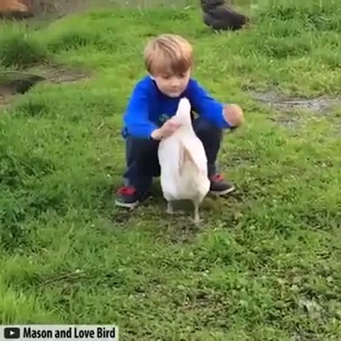 Chicken hug!