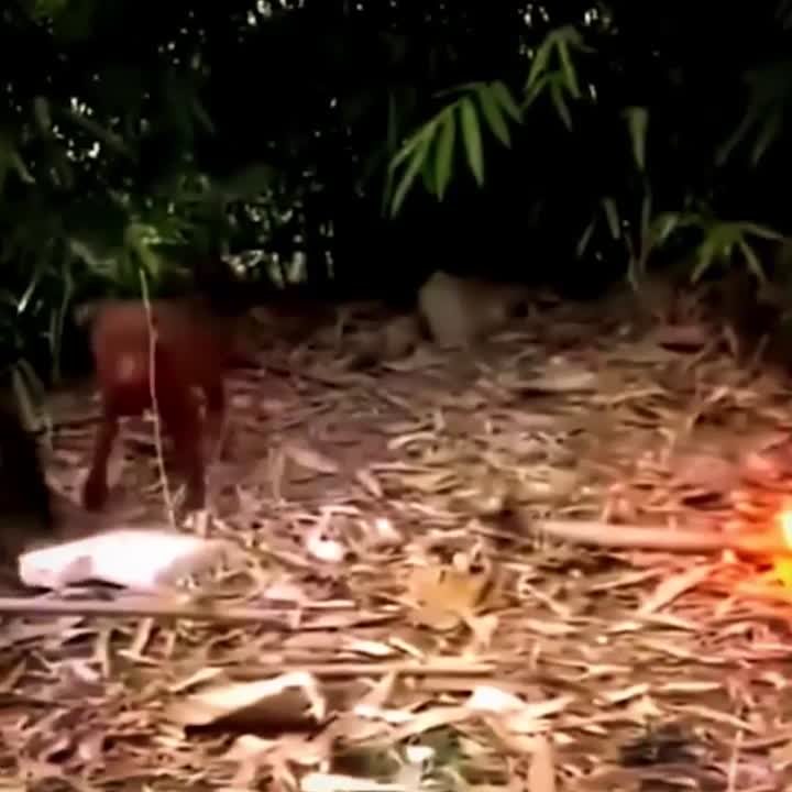 Dogs put out the fire!