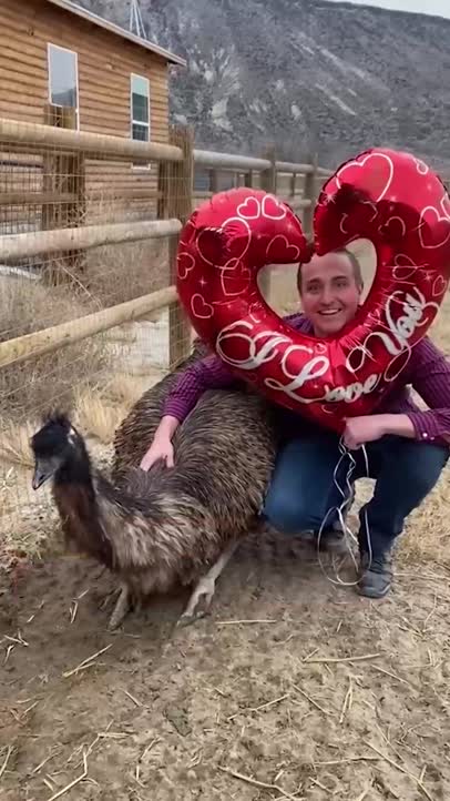 What Do The Animals Do On Valentine’s Day?