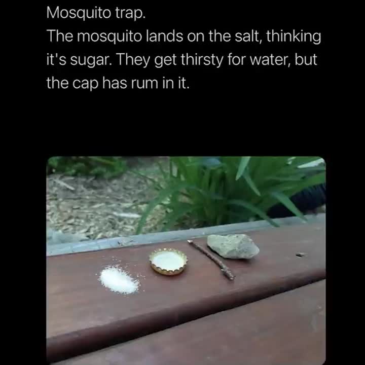 Mosquito trap!