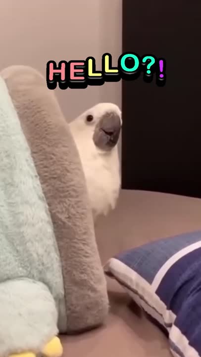 Hello?!