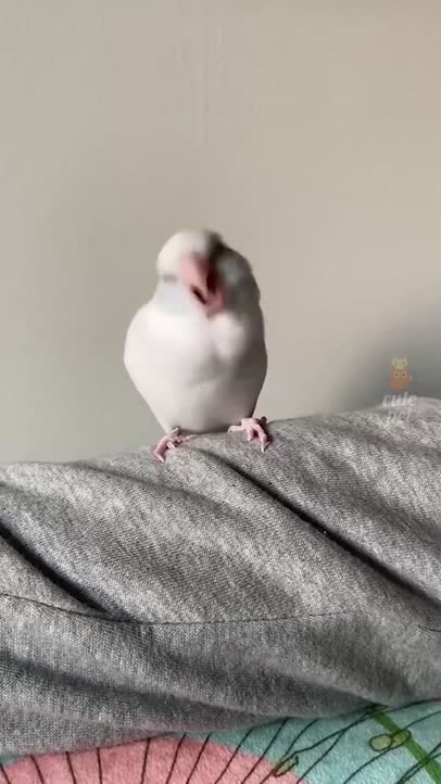 Funny animals!