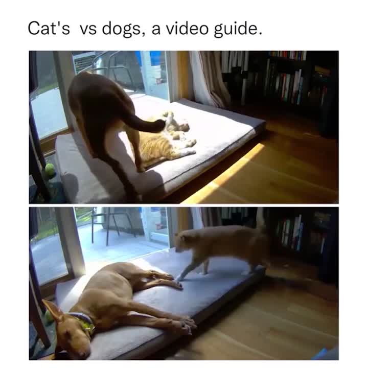 Cats vs dogs!