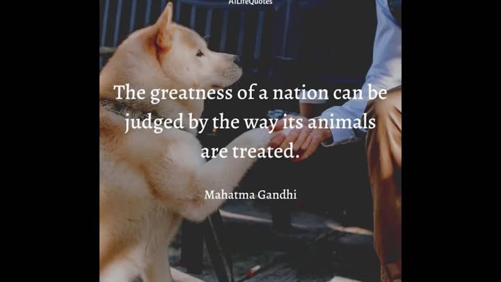 Happy World Stray Animals Day!