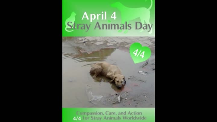 April 4, Stray Animals Day!