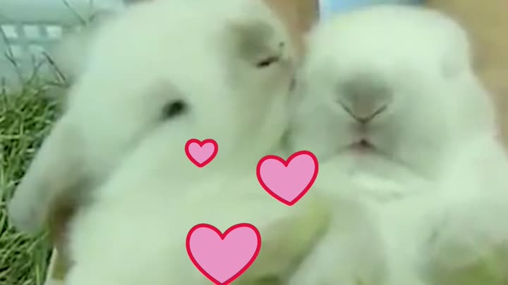 Easter bunnies kisses!