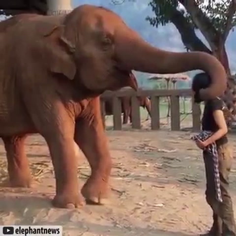 Elephant hug!