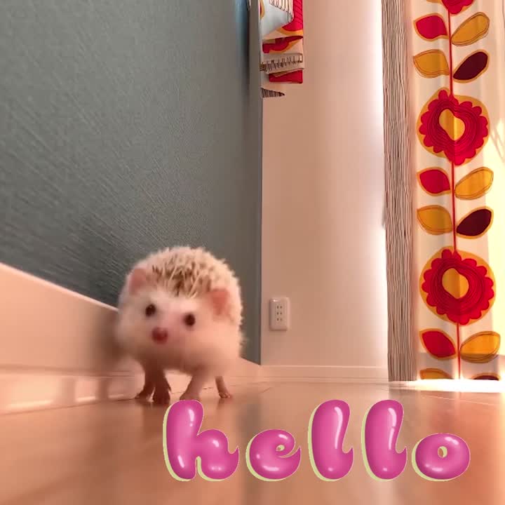 Hello!