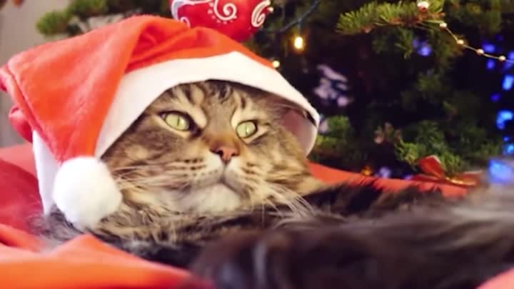Lazy xmas kitty!