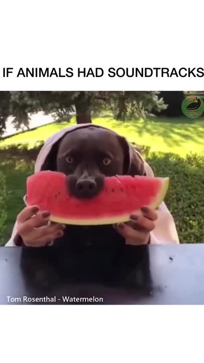 If animals had soundtracks! pt 4