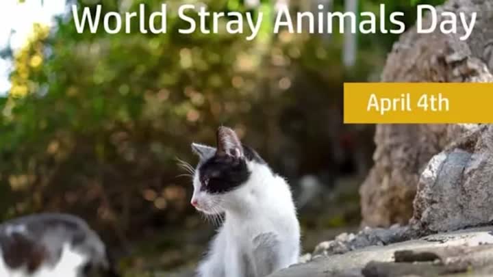 World Stray Animals Day, April 4th!