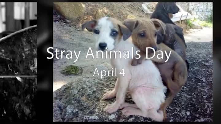Stray Animals Day!