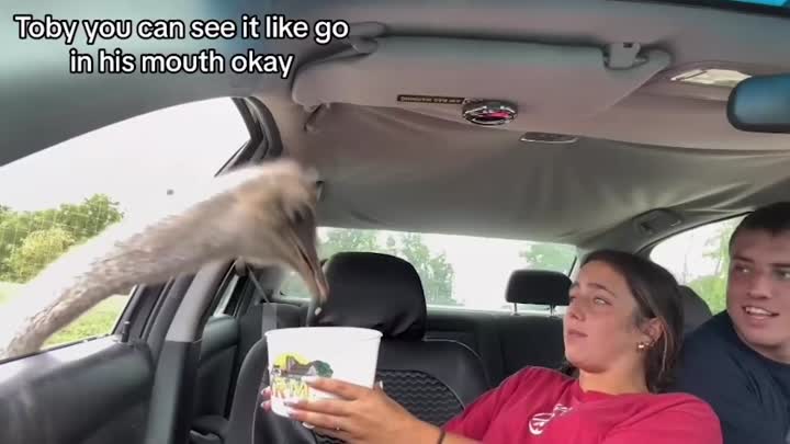 Funny and scary encounter!