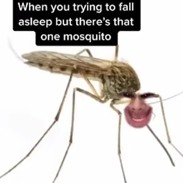 That one mosquito!