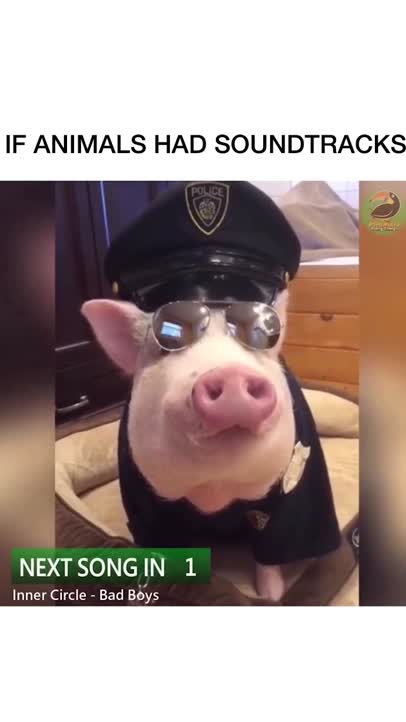 If animals had soundtracks!
