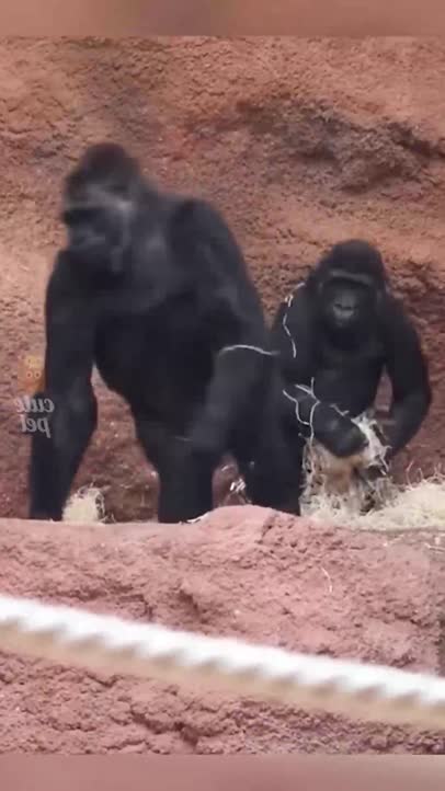 Happy world animals day!