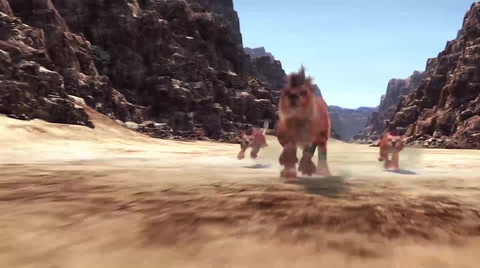 Animals in the desert!