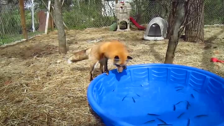 Funny fox!