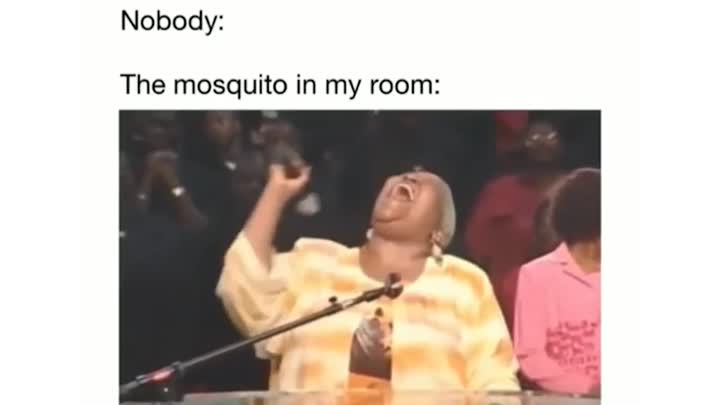 The mosquito in my room!