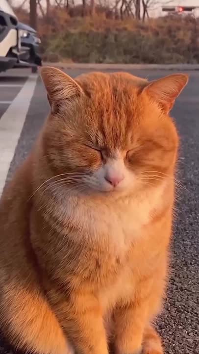 Tired, bored and lazy!