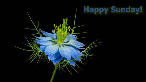 Happy Sunday!