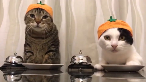 Where is the food?