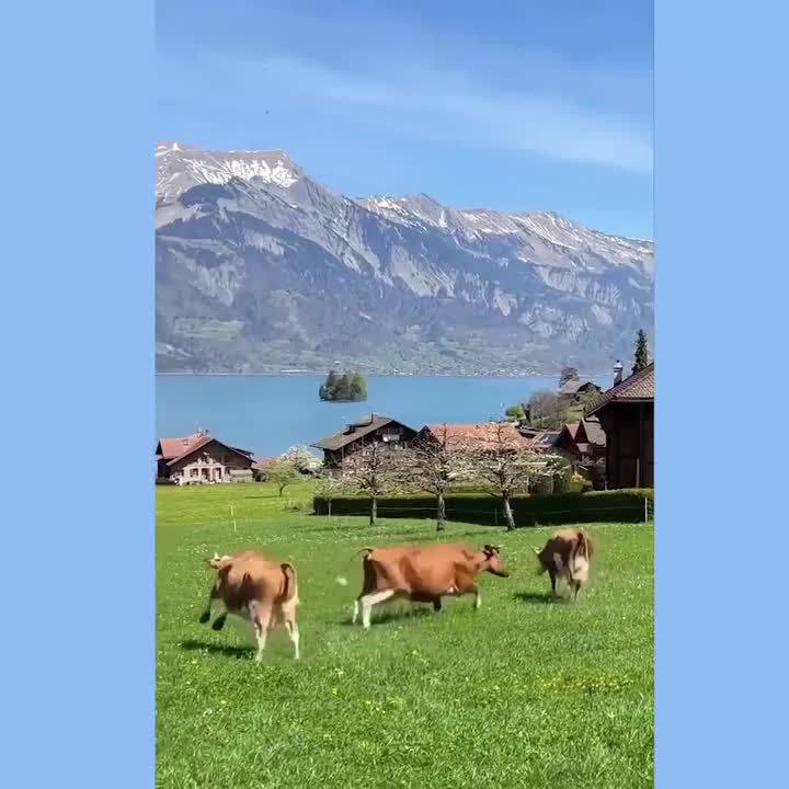 Happy cows!