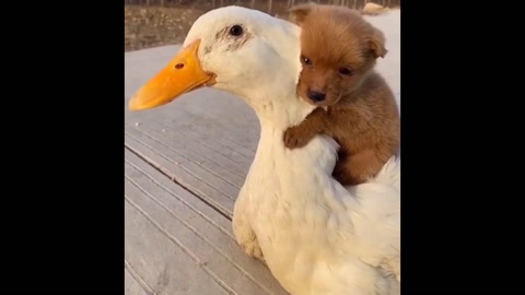 Huggies!