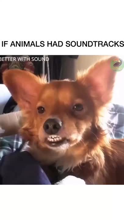 If animals had soundtracks! pt 2