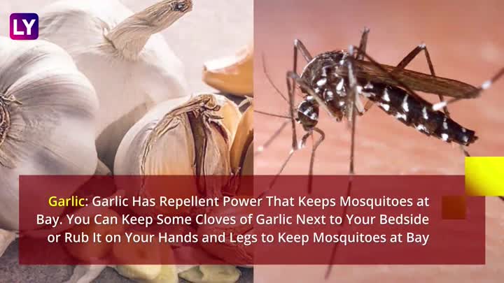 International Day against mosquitos!