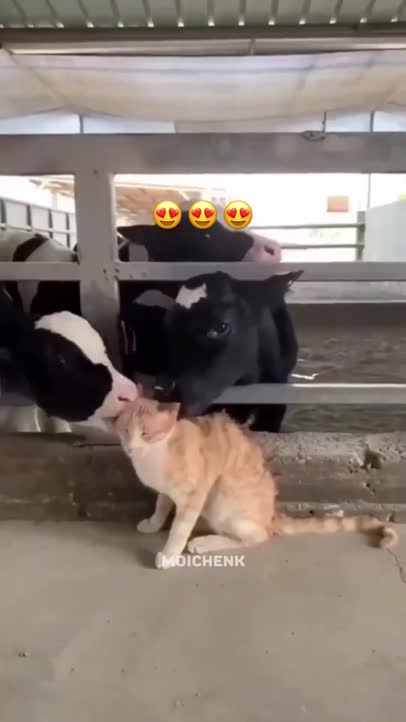 Sweet animals!