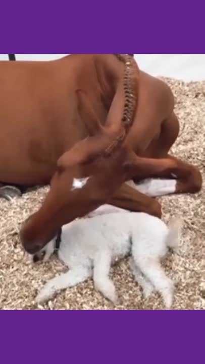 Odd friendships!