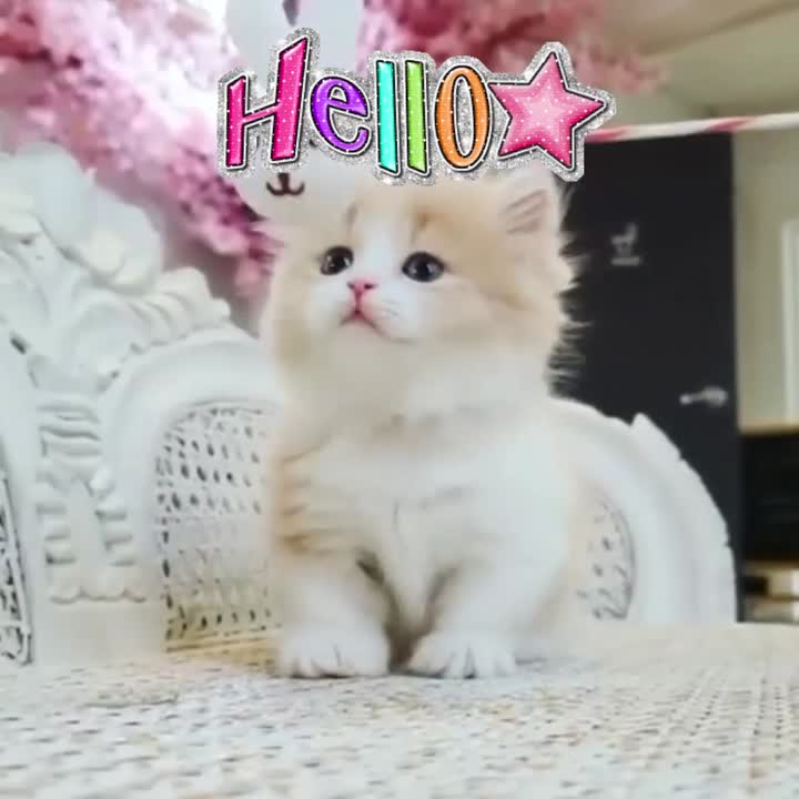 Hello!