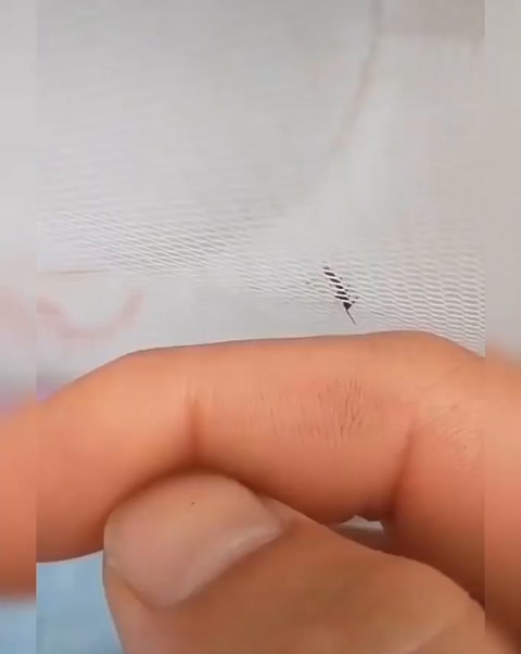 Mosquito!