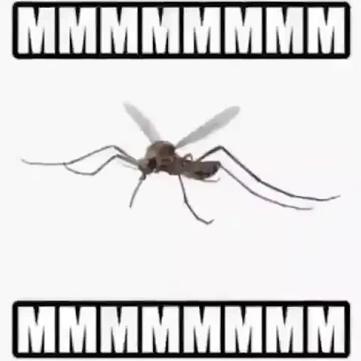 Mosquitos!