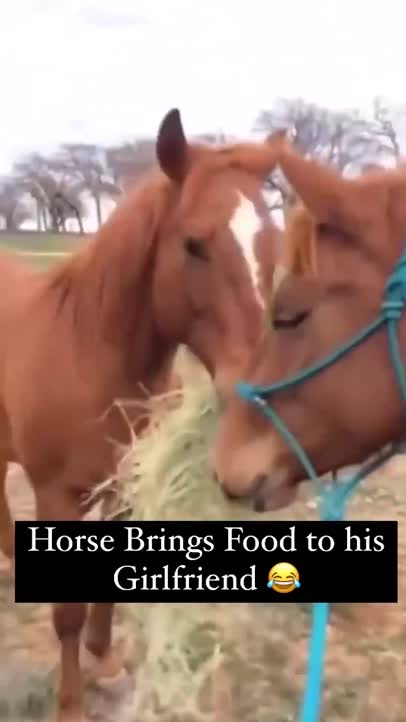 Horse brings food to his girlfriend!