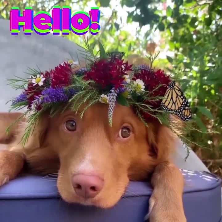 Hello!